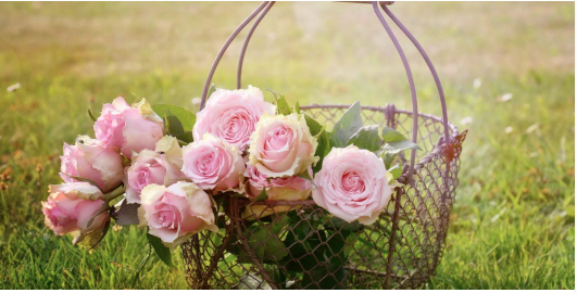 MID-SUMMER ROSE PRUNING LIKE A PRO