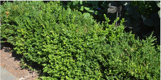 PEST PROBLEM: BOXWOOD  BLIGHT