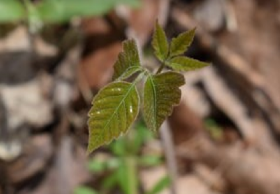 How To Recognize Poison Ivy In Winter