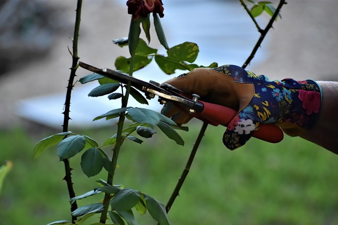 Winter Pruning For Roses