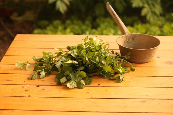 How To Grow Cilantro