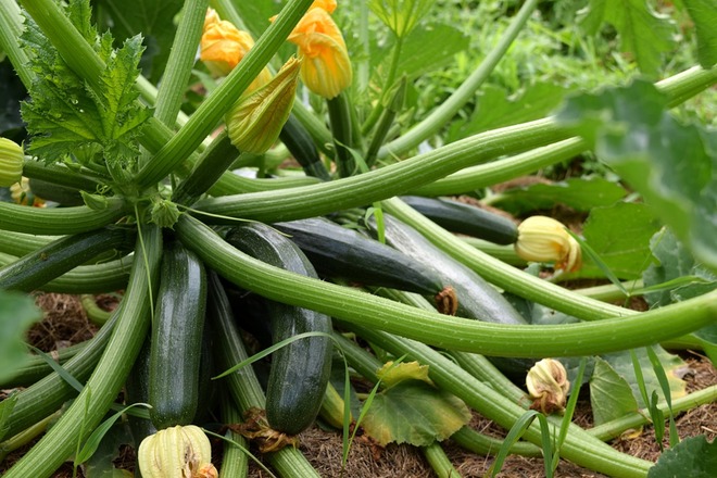 Battling the Squash Borer: A Gardener's Frustration