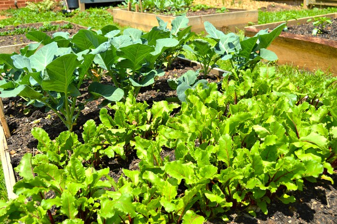 The Mosaic Virus and Your Vegetable Plants: Understanding, Preventing, and Managing