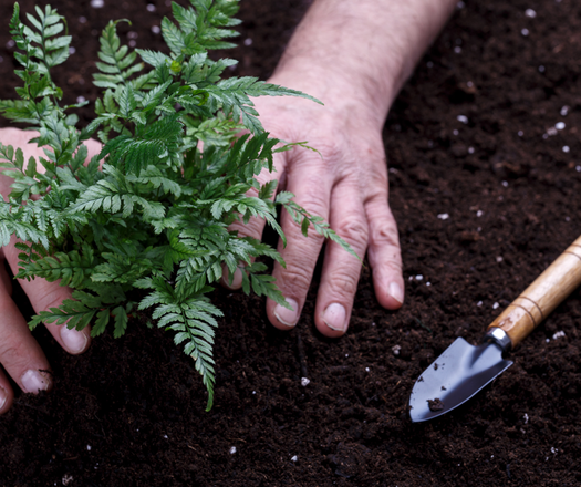 A Guide to Dividing Perennial Plants: Tips and Timing