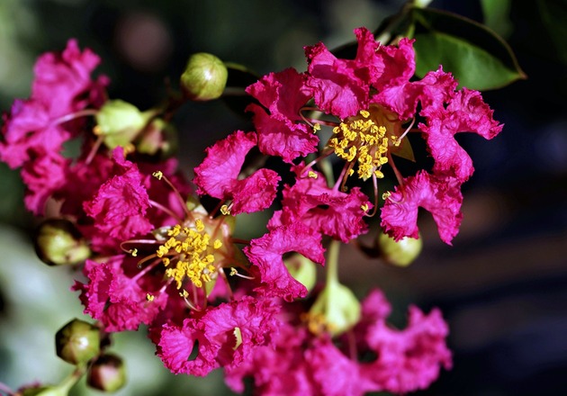 Crape Myrtles: Care, Selection and Popular Varieties