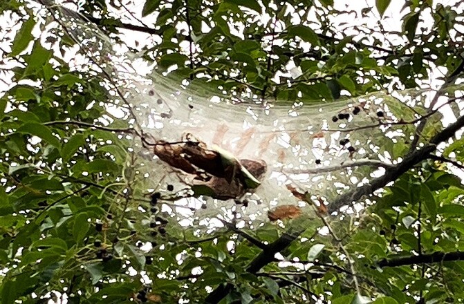 Dealing with Fall Webworms: Understanding, Preventing, and Controlling the Autumn Intruders