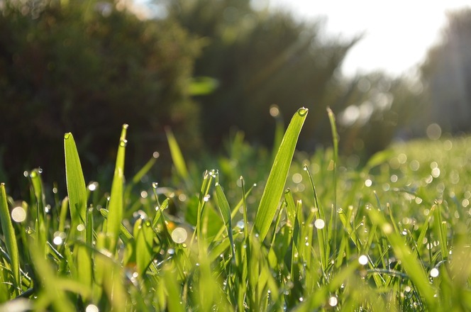 Summer Lawn Care 101: Top Tips for a Lush and Healthy Yard