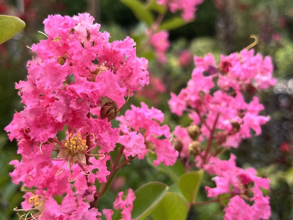 How To Prune Crape Myrtles: A Step-By-Step Guide